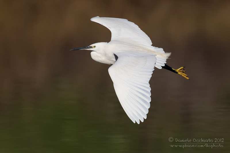 Little Egret (Egretta garzetta)