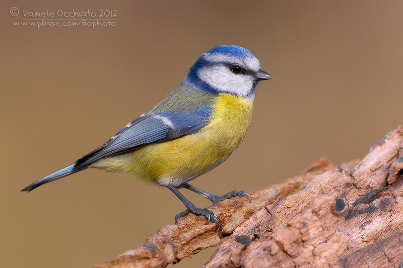 Blue Tit (Cyanistes caeruleus)