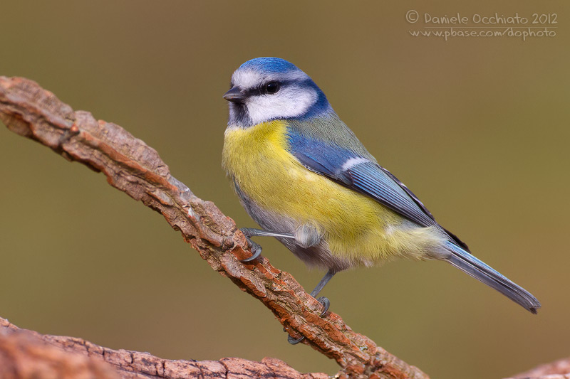 Blue Tit (Cyanistes caeruleus)