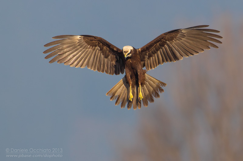 Western Marsh Harrier (Circus aeruginosus)
