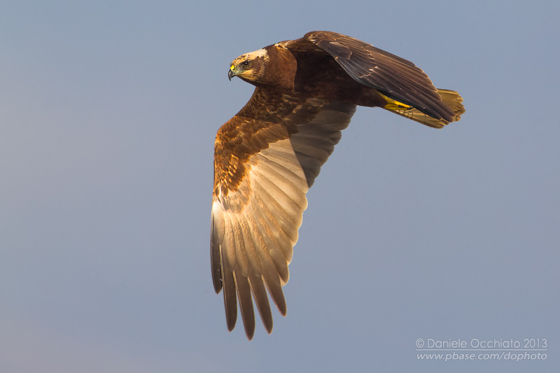 Western Marsh Harrier (Circus aeruginosus)