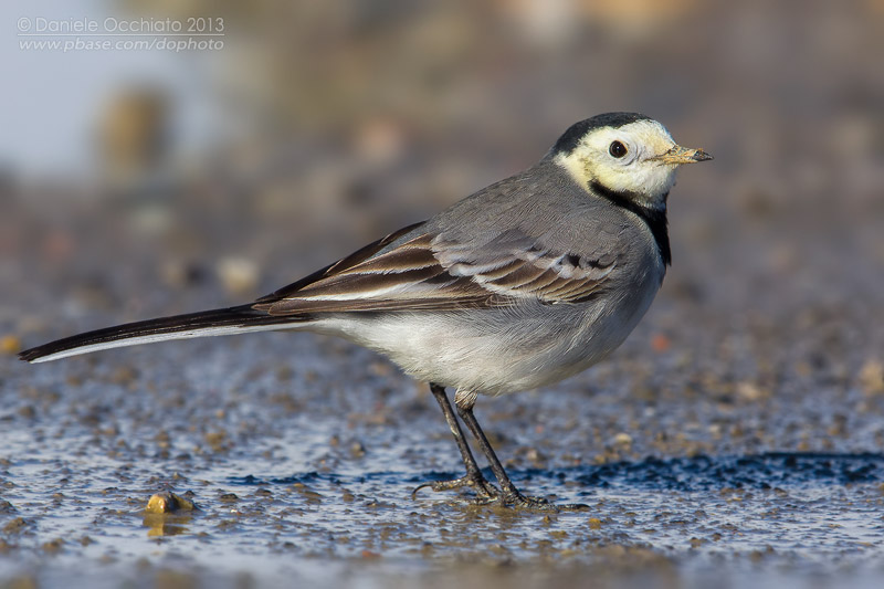 White Wagtail (Motacilla alba)