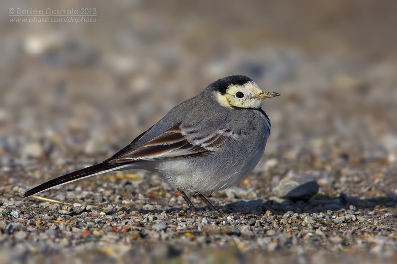 White Wagtail (Motacilla alba)