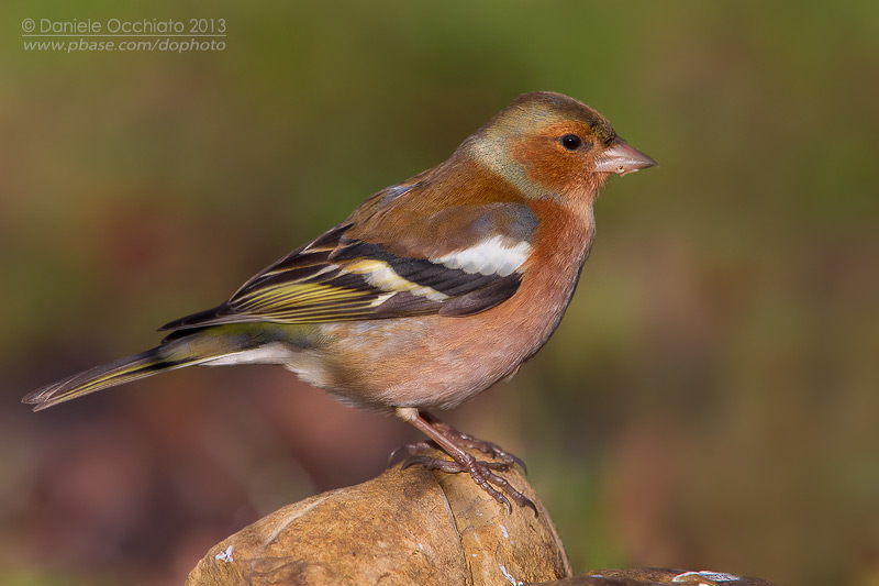 Chaffinch (Fringilla coelebs)