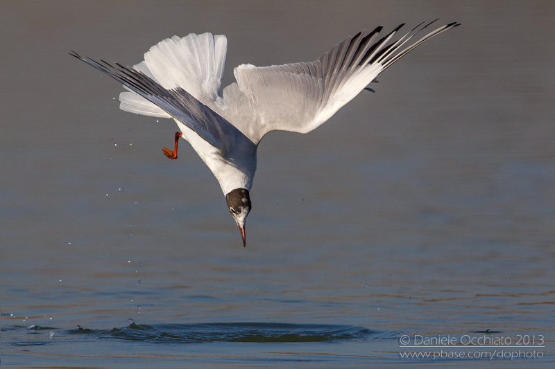 Common Black-headed Gull (Croicocephalus ridibundus)