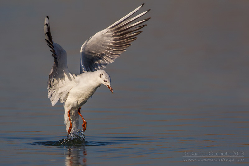 Common Black-headed Gull (Croicocephalus ridibundus)