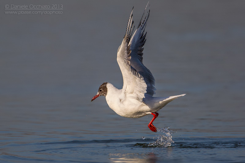 Common Black-headed Gull (Croicocephalus ridibundus)