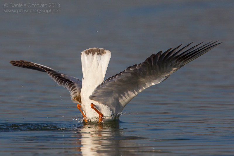 Common Black-headed Gull (Croicocephalus ridibundus)