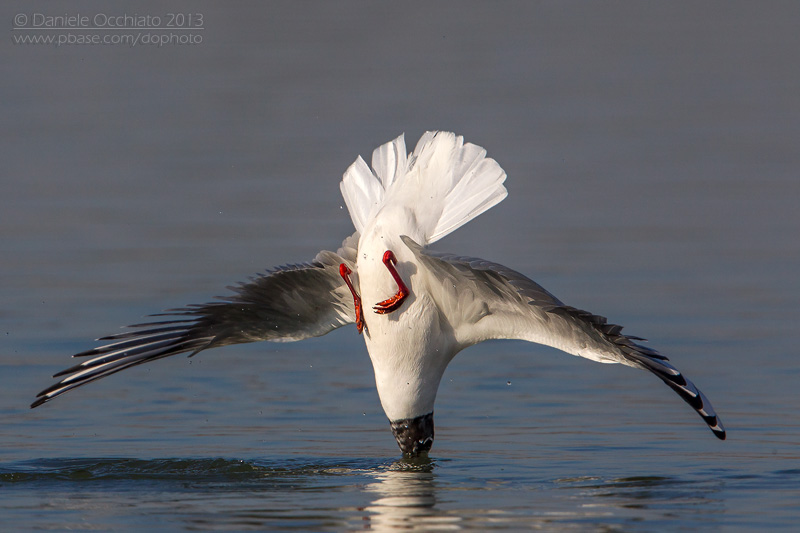 Common Black-headed Gull (Croicocephalus ridibundus)