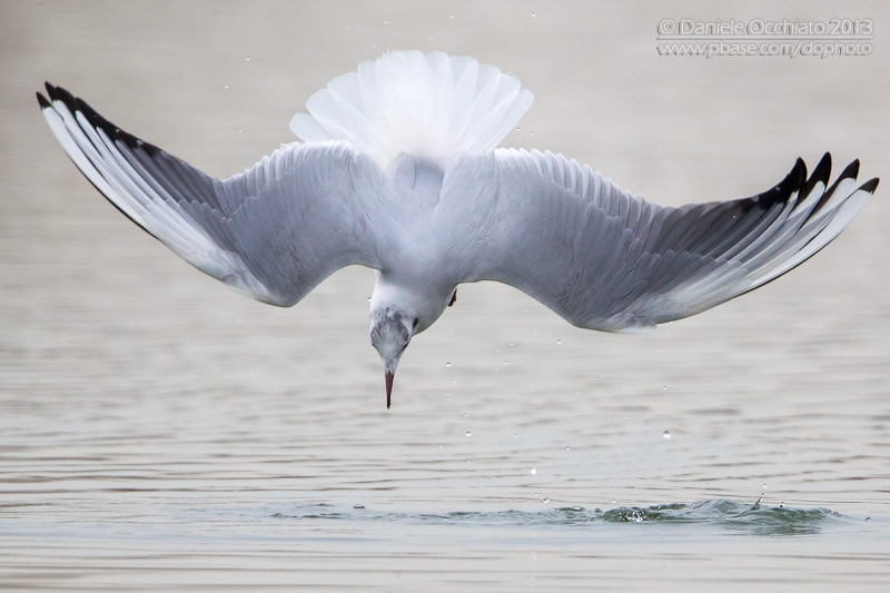 Common Black-headed Gull (Croicocephalus ridibundus)