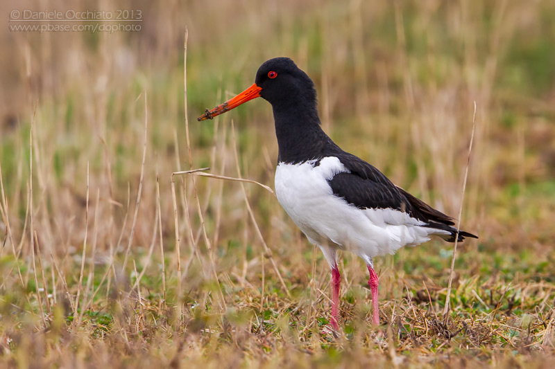 Oystercaycher  (Haematopus ostralegus)