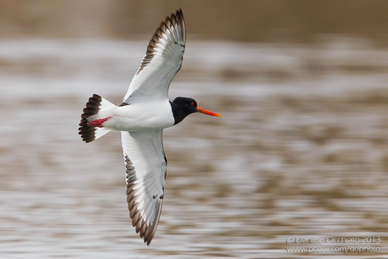 Oystercaycher  (Haematopus ostralegus)