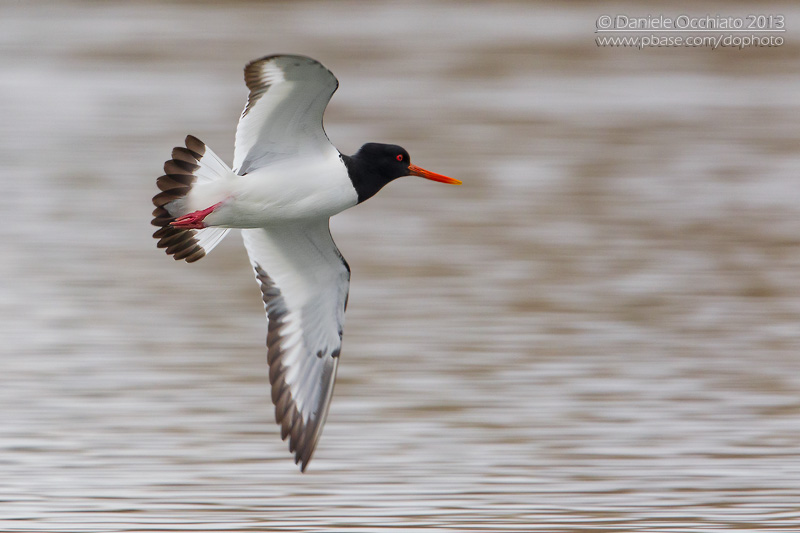 Oystercaycher (Haematopus ostralegus)