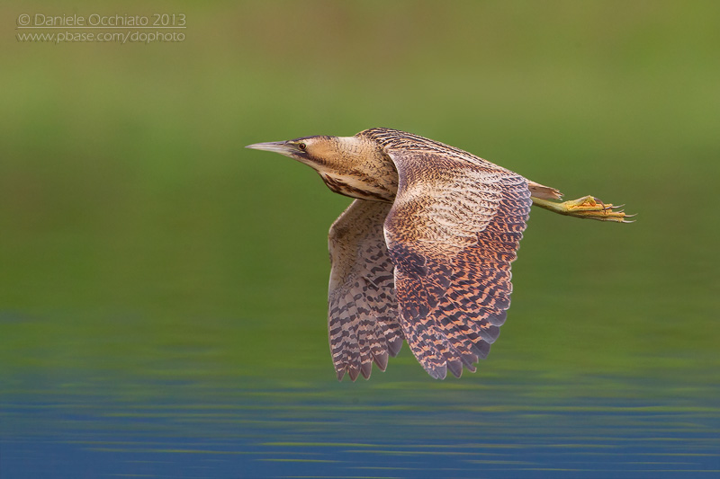 Great Bittern (Botaurus stellaris)