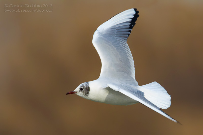 Common Black-headed Gull (Croicocephalus ridibundus)