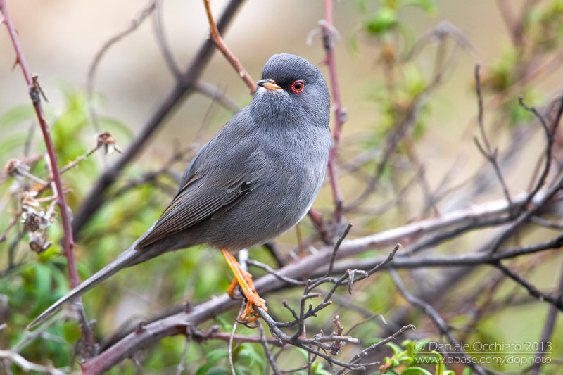 Marmoras Warbler (Sylvia sarda)