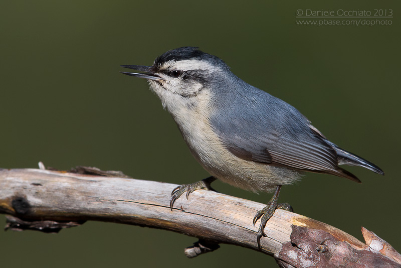 Corsican Nuthatch (Sitta whiteheadi)