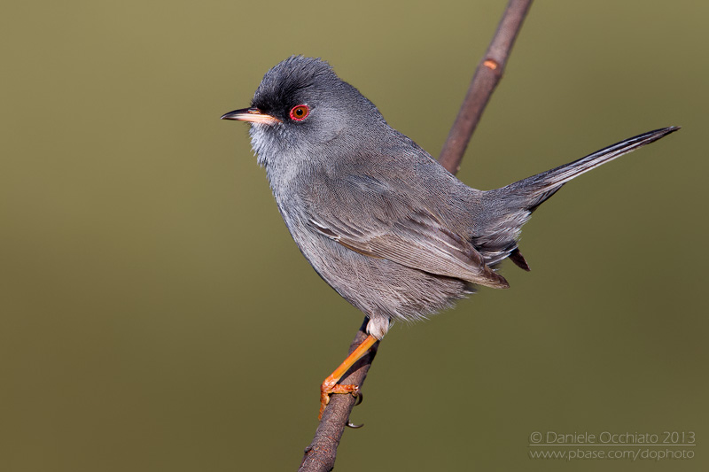 Marmoras Warbler (Sylvia sarda)