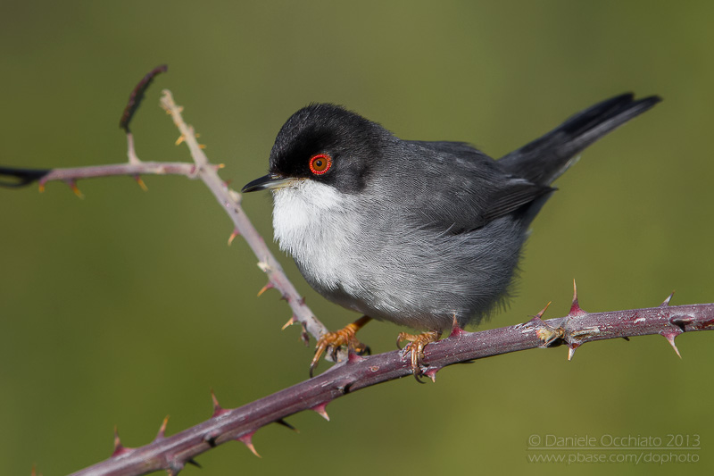 SardinianWarbler (Sylvia melanocephala)