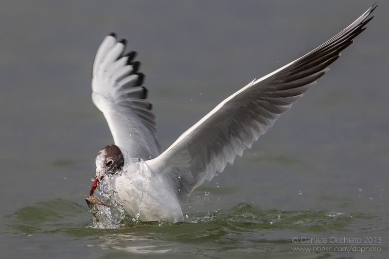 Common Black-headed Gull (Croicocephalus ridibundus)