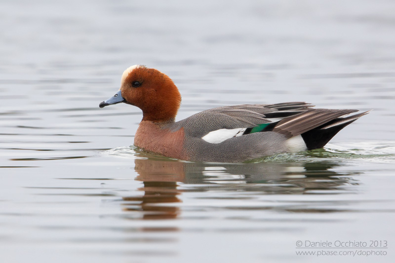 Eurasian Wigeon (Anas penelope)