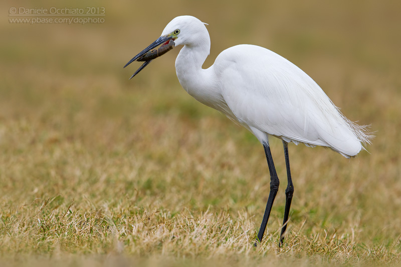 Little Egret (Egretta garzetta)