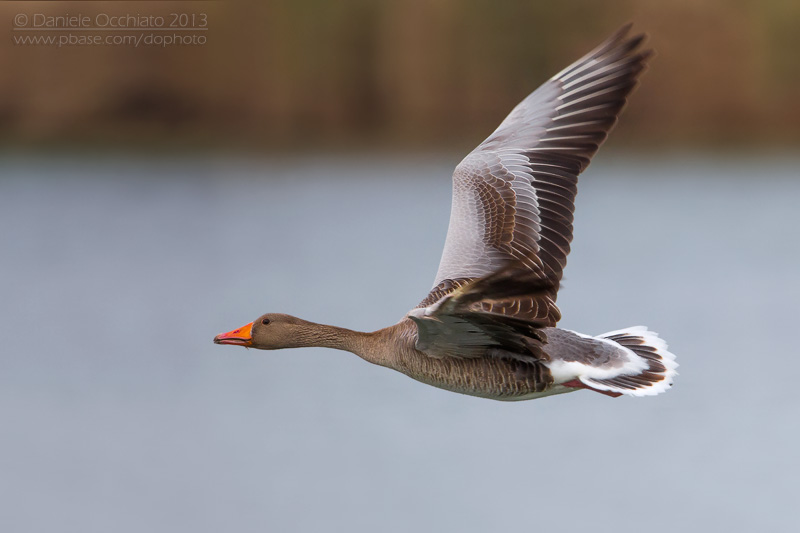 Greylag Goose (Anser anser)