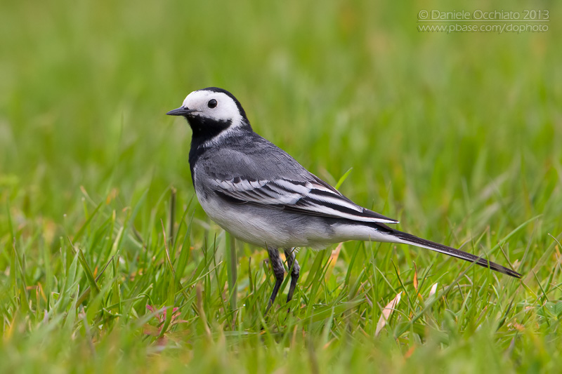 White Wagtail (Motacilla alba)