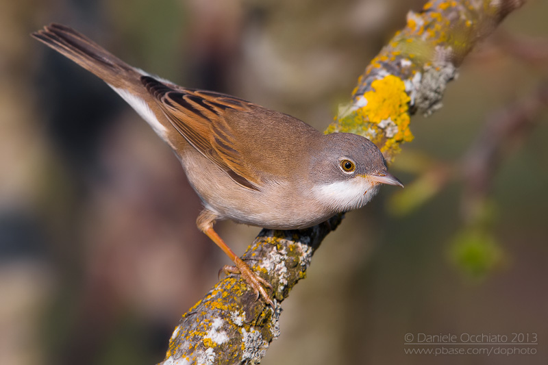 Common Whitethroat (Sylvia communis)