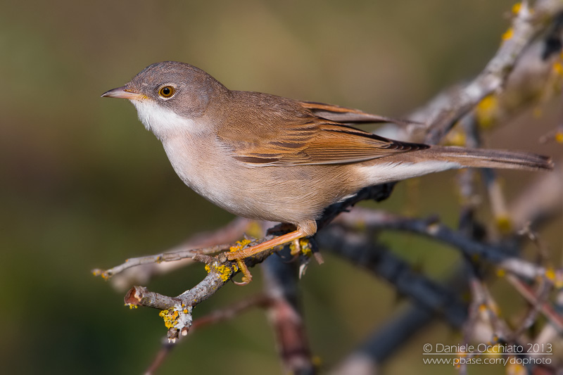 Common Whitethroat (Sylvia communis)
