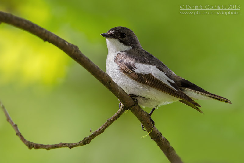 Pied Flycatcher (Ficedula hypoleuca)