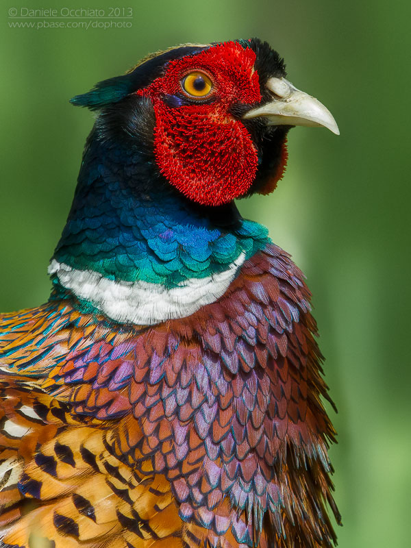 Common Pheasant  (Phasianus colchicus)