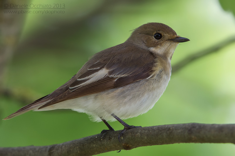 Pied Flycatcher (Ficedula hypoleuca)