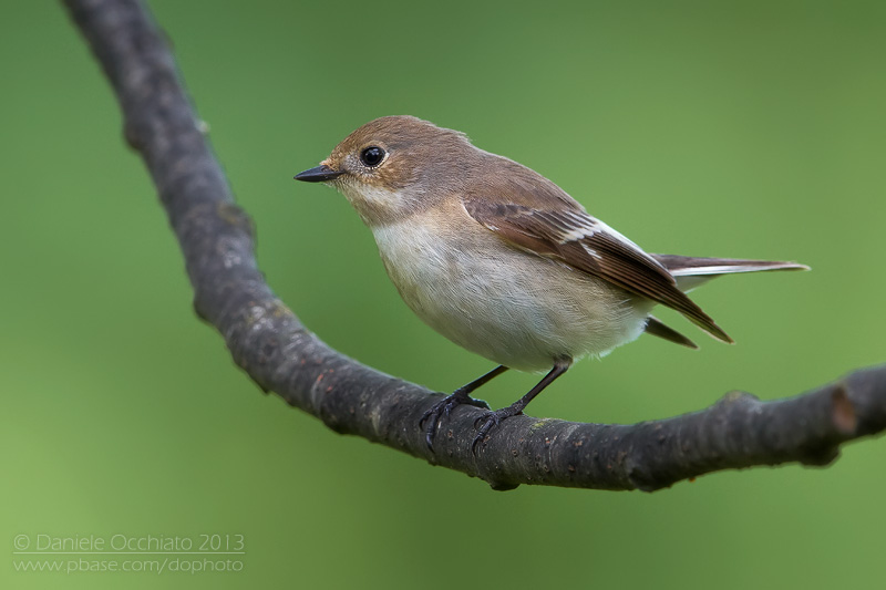 Pied Flycatcher (Ficedula hypoleuca)