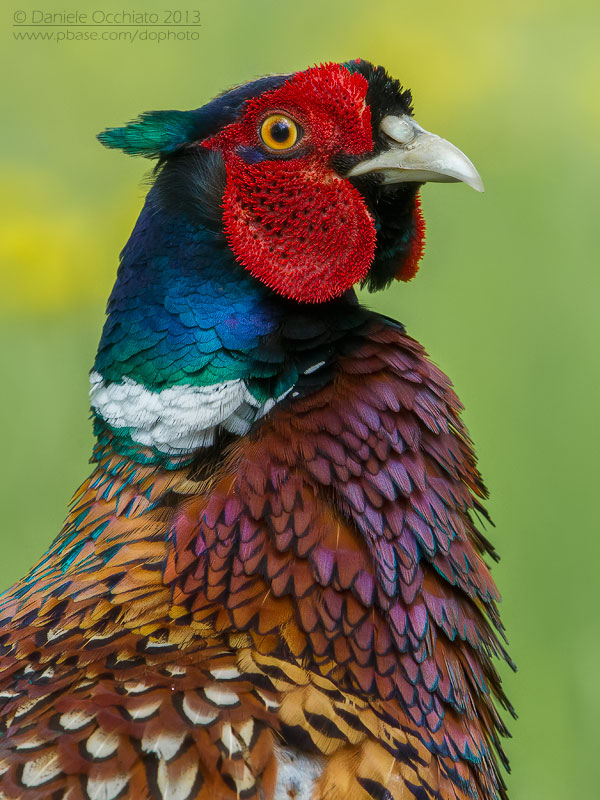 Common Pheasant  (Phasianus colchicus)