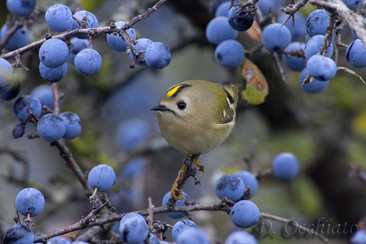 Goldcrest (Regulus regulus)