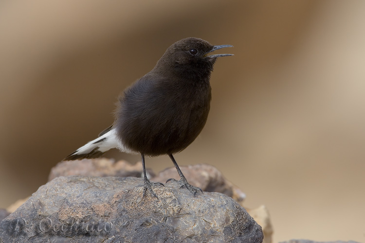 Black Wheatear (Oenanthe leucura)