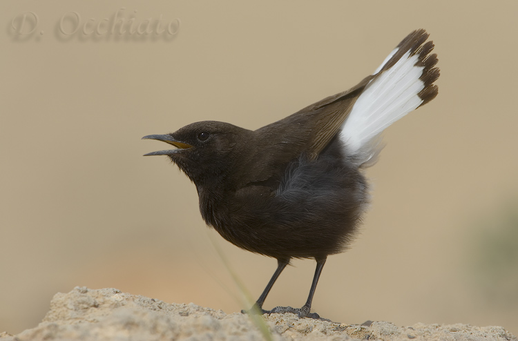 Black Wheatear (Oenanthe leucura)