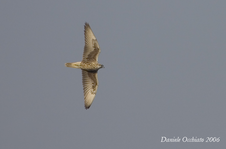 Saker (Falco cherrug)