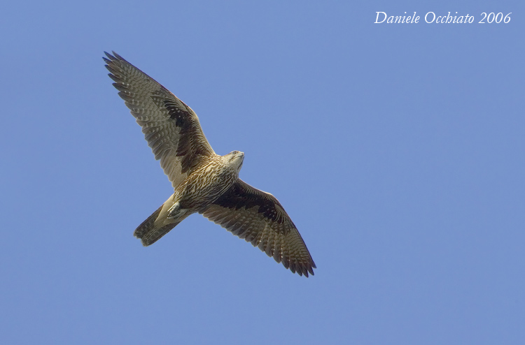Saker (Falco cherrug)