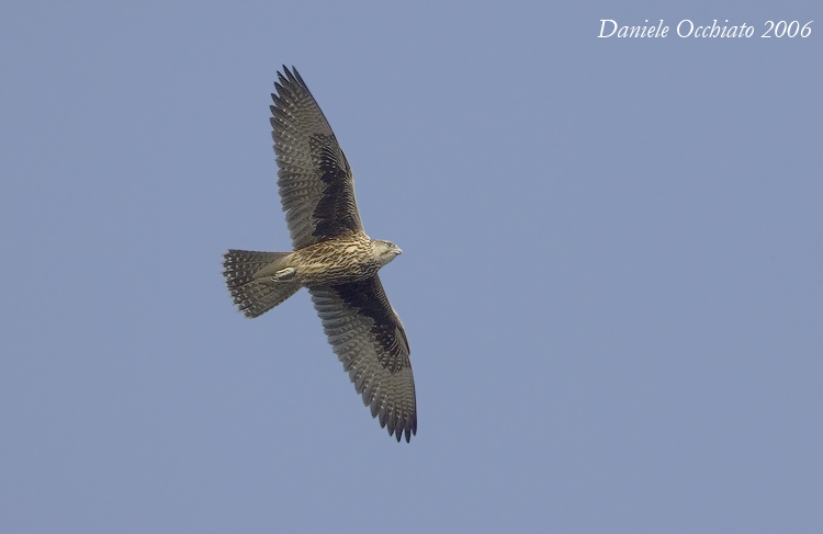 Saker (Falco cherrug)