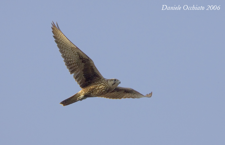 Saker (Falco cherrug)