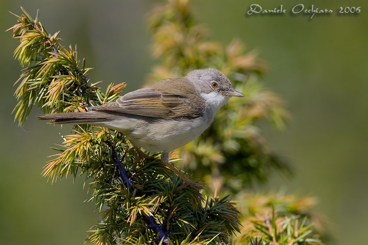 Common Whitethroat (Sylvia communis)