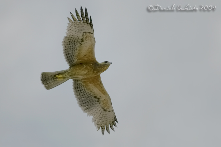 Bonellis Eagle (Aquila fasciata)