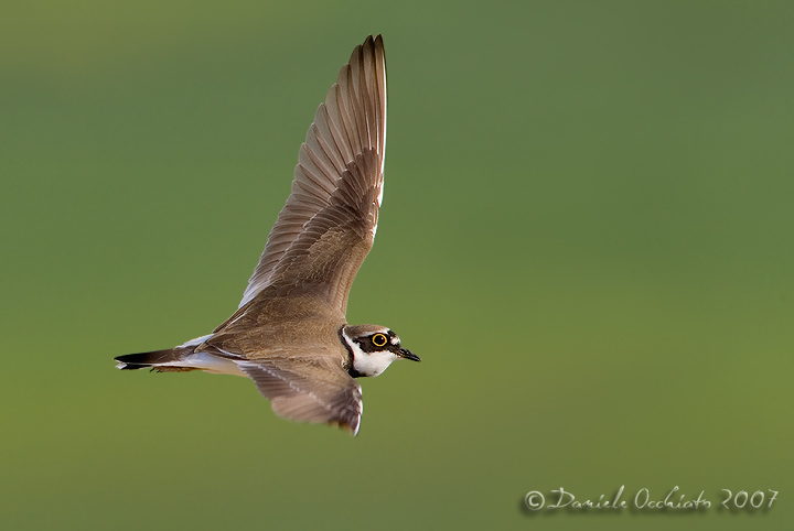 Little Ringed Plover (Charadrius dubius), male