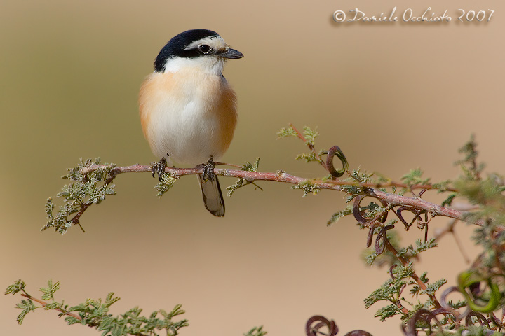 Masked Shrike (Lanius nubicus)