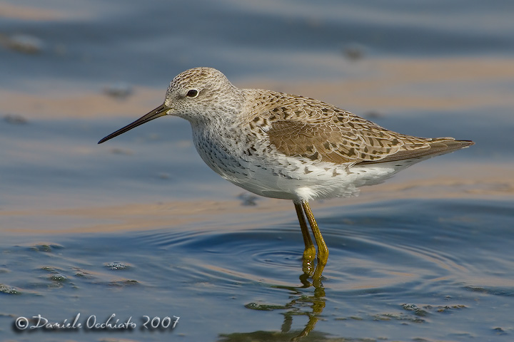 Marsh Sandpiper (Tringa stagnatilis)