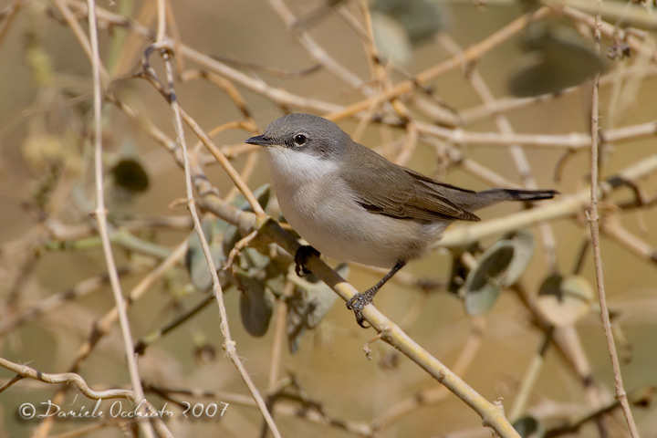 Lesser Whitethroat (Sylvia curruca)