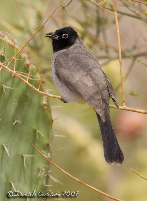 Yellow-vented Bulbul (Pycnonotus xanthopygos)