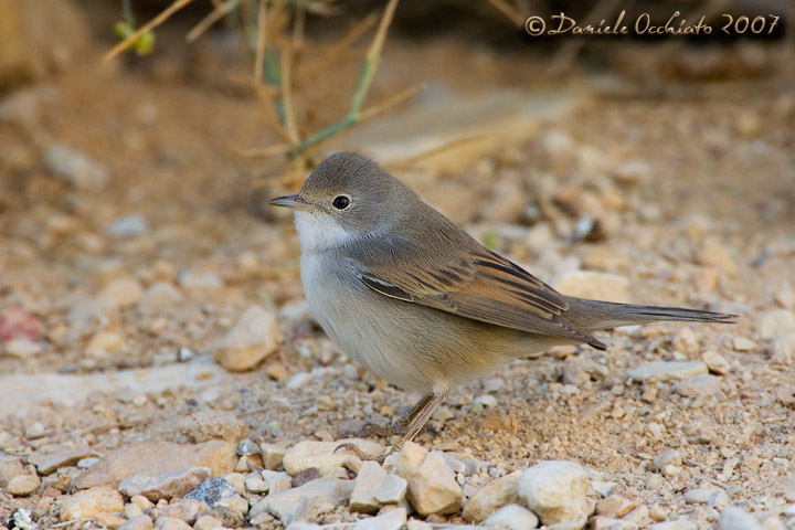 Common Whitethroat (Sylvia communis)